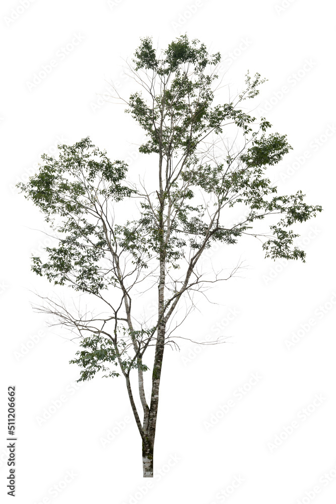 Fototapeta premium Single tree