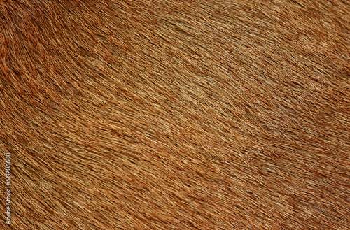 Full frame brown fur, brown deer fur for the background. © pla