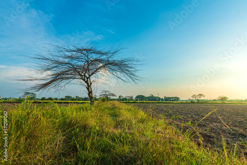 Trees are left with branches Silhouettes of trunks and branches a meadow soil in a rice field with cloudy blue sunset sky background