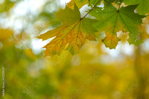 Colorful autumn foliage of a maple tree closeup. Leaf fall, October.