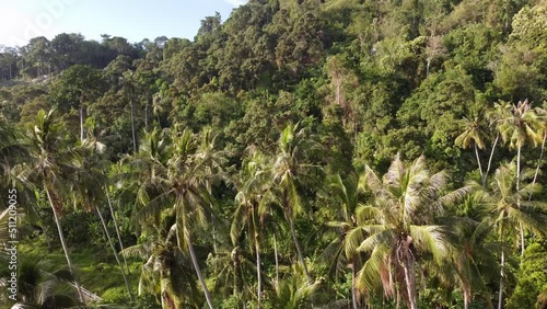 Wallpaper Mural Aerial fly over green coconut tree plantation in evening Torontodigital.ca