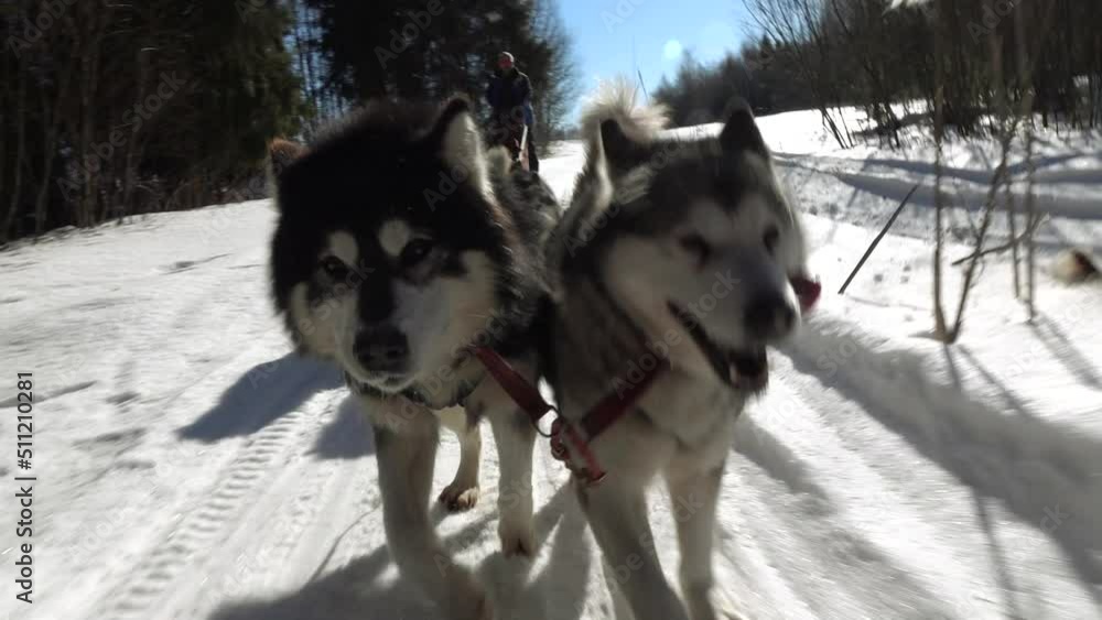 Dog sledding races on snow-covered terrain. Huskies and malamutes . Movement of dogs in hard-to-reach places.Slow motion. Dog sledding races on snow-covered terrain. Huskies and malamutes . Movement of dogs in hard-to-reach places.Slow motion.