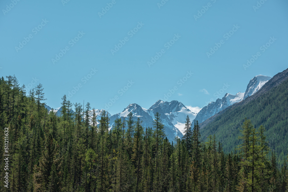 Atmospheric landscape with coniferous trees in valley with view to large snow mountains in bright sun under clear blue sky. Lush forest on steep slopes against high snowy mountain range in sunny day.