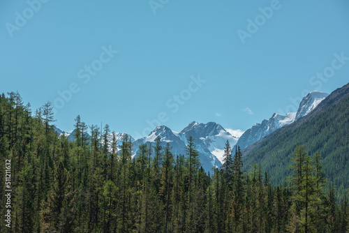 Atmospheric landscape with coniferous trees in valley with view to large snow mountains in bright sun under clear blue sky. Lush forest on steep slopes against high snowy mountain range in sunny day. © Daniil