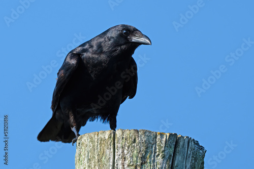 Fish Crow Standing on a Piling photo