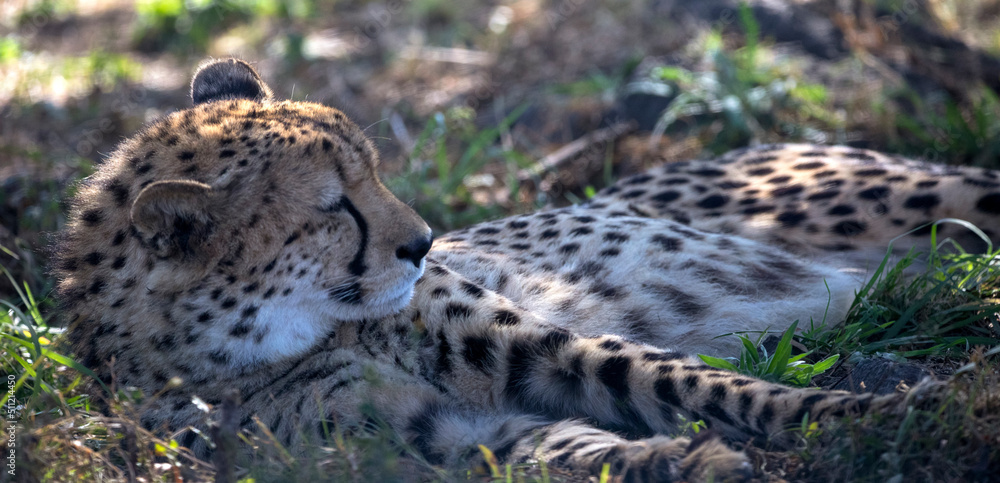 Fototapeta premium Cheetah lying on the African savannah while protecting itself from the heat of the African savannah in South Africa, it is one of the big five of Africa and the fastest and most agile of the savannah.