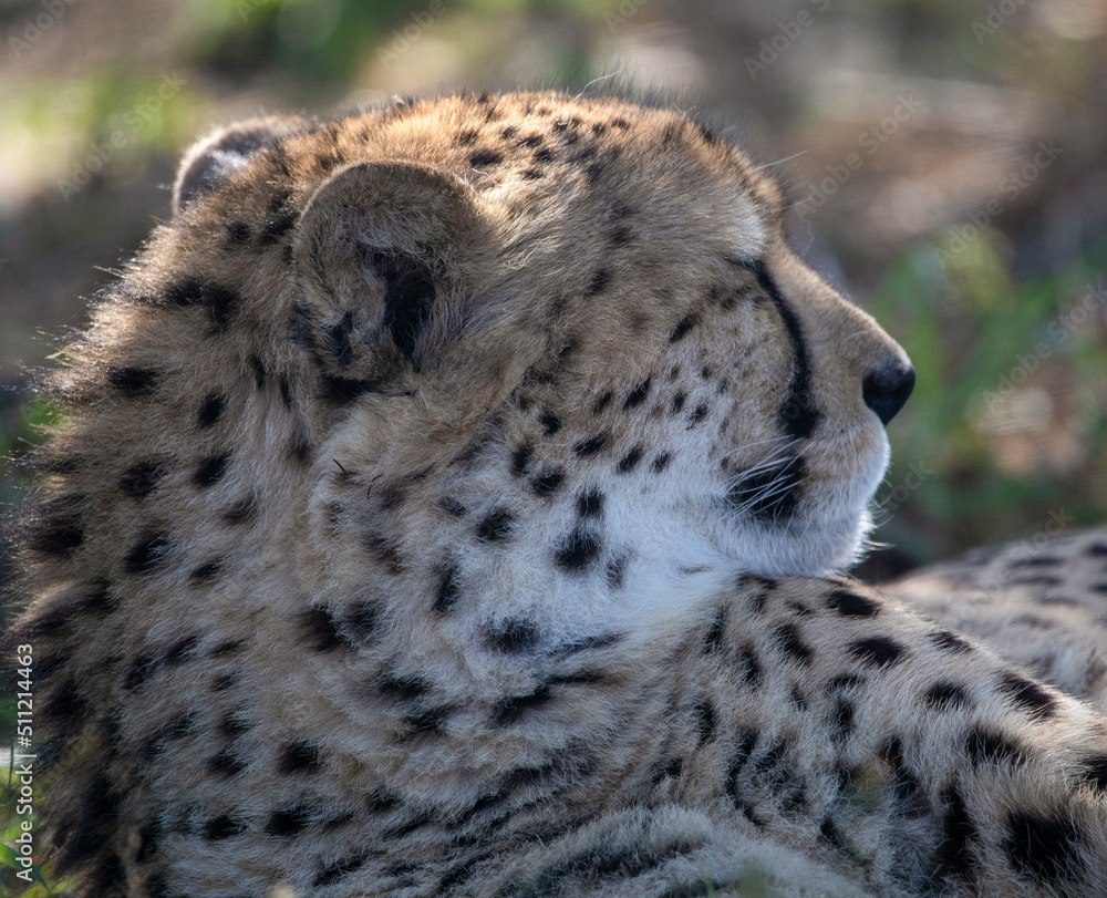 Cheetah relaxing on the African savannah in South Africa, it is a carnivorous predator and one of the most powerful animals of the savannah and one of the five largest in Africa. Cheetah relaxing on the African savannah in South Africa, it is a carnivorous predator and one of the most powerful animals of the savannah and one of the five largest in Africa.