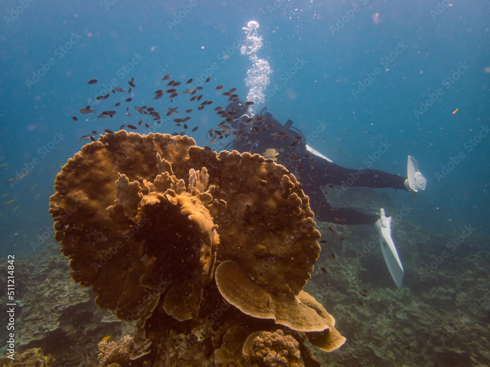 Runner Corals Underwater main image 0