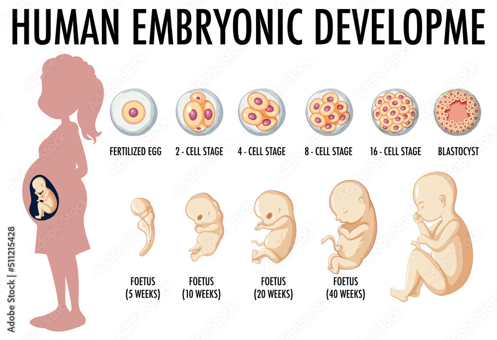 Diagram showing human embryonic development Diagram showing human embryonic development