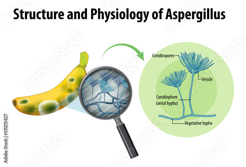 Structure and Physiology of banana Aspergillus photo