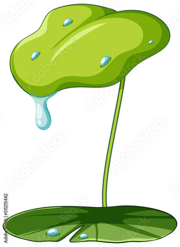 Isolated lotus leaf on white background