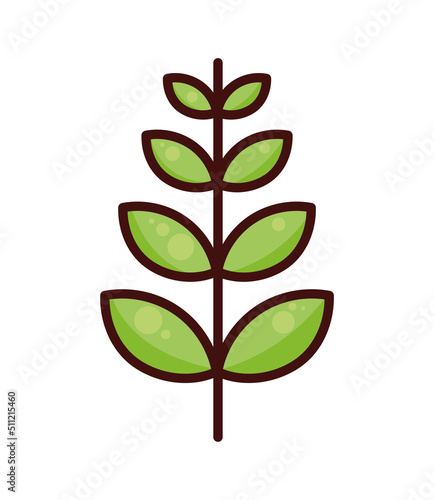 corn plant leafs