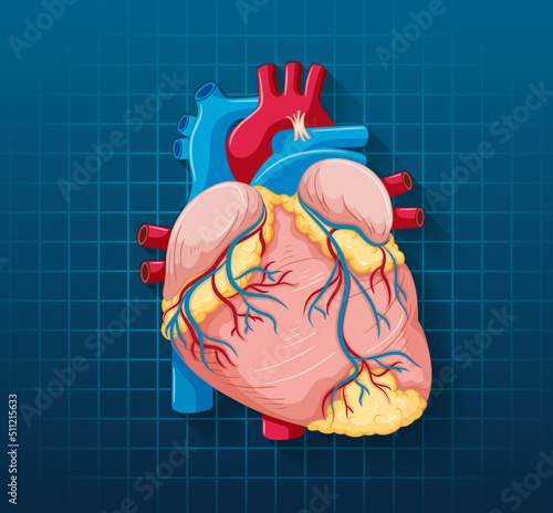Human internal organ with heart