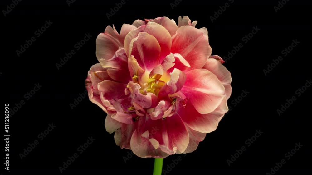 Top View Growing red Bud Tulip Flower. Amazing Beautiful Blooming Plant in Timelapse. Lovely Romantic and Natural Backdrop Wedding Decoration Flower in Growing Process Closeup 4k, Valentine's Day love Top View Growing red Bud Tulip Flower. Amazing Beautiful Blooming Plant in Timelapse. Lovely Romantic and Natural Backdrop Wedding Decoration Flower in Growing Process Closeup 4k, Valentine's Day love