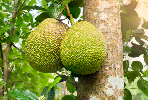 Jackfruit on the jackfruit tree tropical fruit on nature with leaf background.
