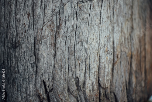 Wallpaper Mural Wood texture. Surface of teak wood background for design and decoration Torontodigital.ca
