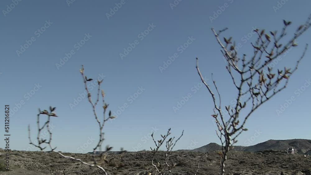 Branches Swaying In The Wind At Sunset in Patagonia, Chubut Province, Argentina. Close Up. Branches Swaying In The Wind At Sunset in Patagonia, Chubut Province, Argentina. Close Up.