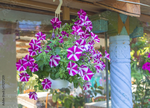 Close up shot of a Petunia plant with purple flowers mixed with a little white. Petunia care Concept