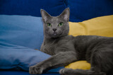 Kot rosyjski niebieski wspiera Ukrainę. Kot leżący na żółto niebieskich poduszkach.