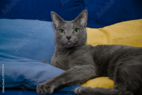 Kot rosyjski niebieski wspiera Ukrainę. Kot leżący na żółto niebieskich poduszkach.
