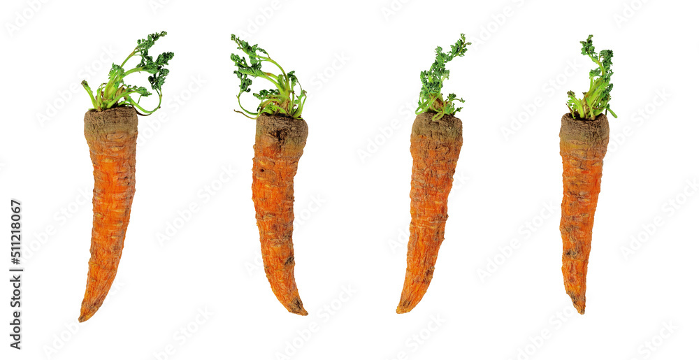 Dry Carrot on White Background. Hunger, Ecological, ECO, Harvest, Diet and Healthy Eating Thematic Template Element for Collage or Mockup. File with Clipping Path.