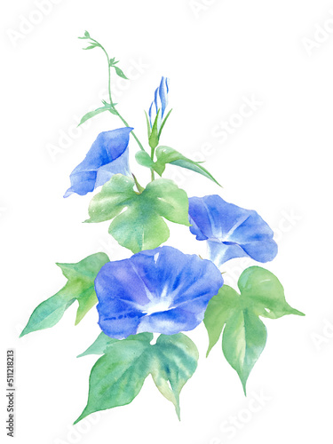 青色のアサガオの花。水彩イラスト。（ベクター。レイアウト変更可能）