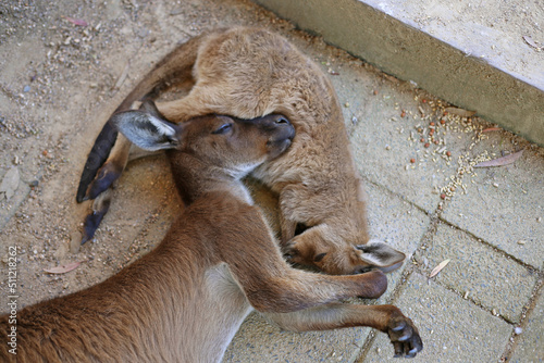 Grey Kangaroo joey juvenile cuddling playing sleeping together on the ground in Australia