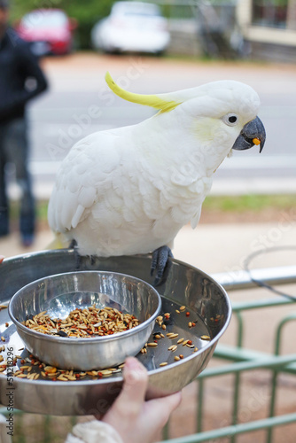 White cockatoo parrot eating on the feeding plate, sulphur-crested cockatoo, people feeding birds in the park in Australia photo