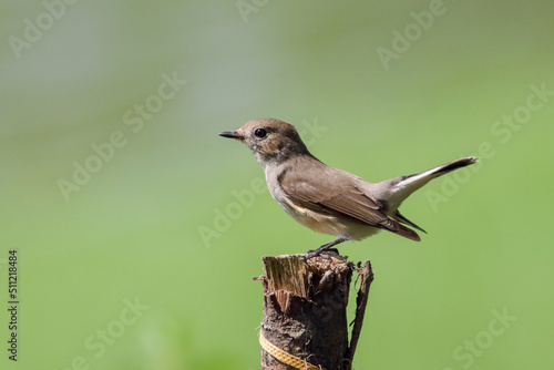 The taiga flycatcher or red-throated flycatcher is a migratory bird in the family Muscicapidae. 