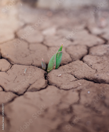 The concept of environmental restoration.The growth of seedlings on cracked soil in the dry season. Global warming, causes climate change, water scarcity.