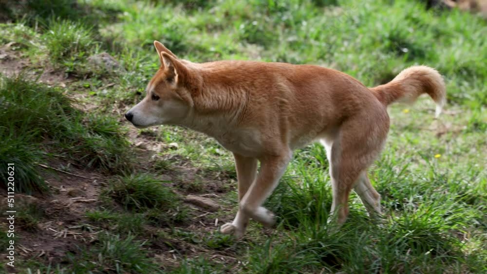 Dingo waiting to be fed at a wildlife conservation park near Adelaide, South Australia Dingo waiting to be fed at a wildlife conservation park near Adelaide, South Australia