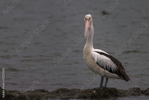 Pelican at Wamberal Lagoon