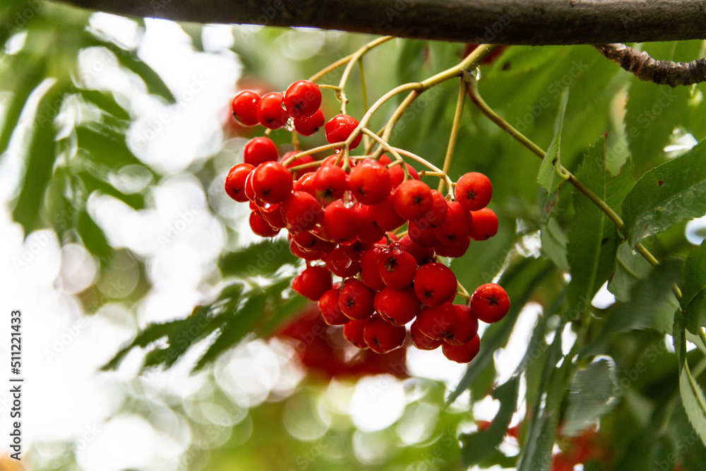 Branch with red rowan berries. Rowan fruits are used in the form of preserves, jams, jelly, tinctures..