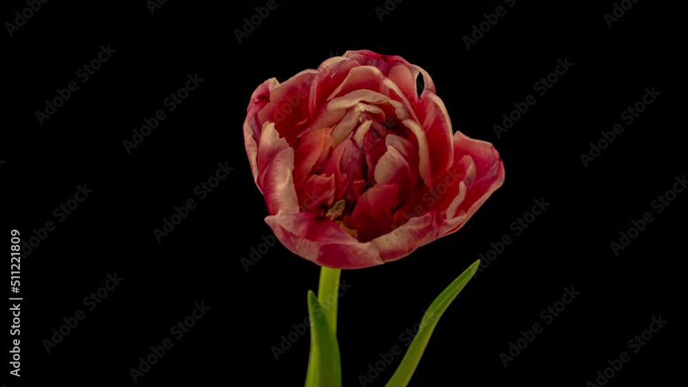 Top View Growing red Bud Tulip Flower. Amazing Beautiful Blooming Plant in Timelapse. Lovely Romantic and Natural Backdrop Wedding Decoration Flower in Growing Process Closeup 4k, Valentine's Day love
