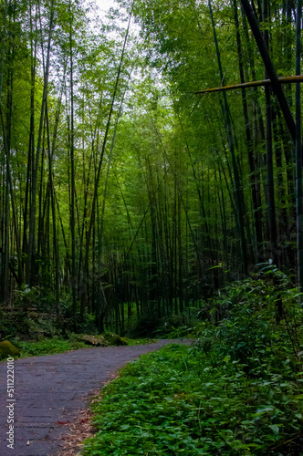 national forest  fresh  green  bamboo forest  bamboo