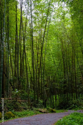 national forest  fresh  green  bamboo forest  bamboo