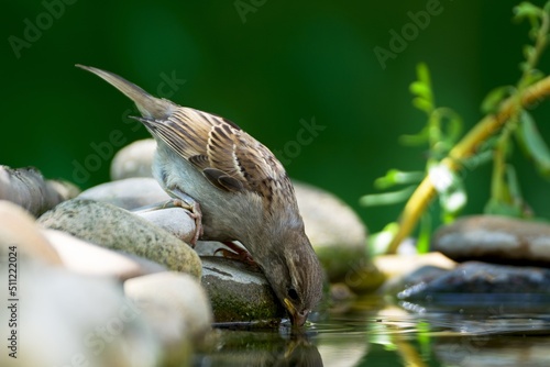 Young tree sparrow drinks water from a bird at a watering hole. Reflection on the water. Moravia. Europe. 