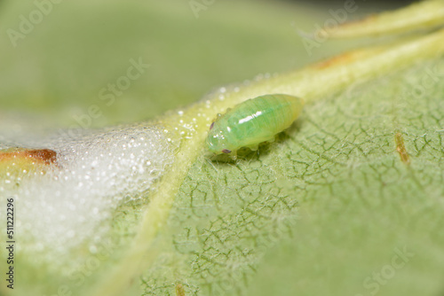 A Spittlebug nymph (Froghopper nymph) with self made foam bubble protection.