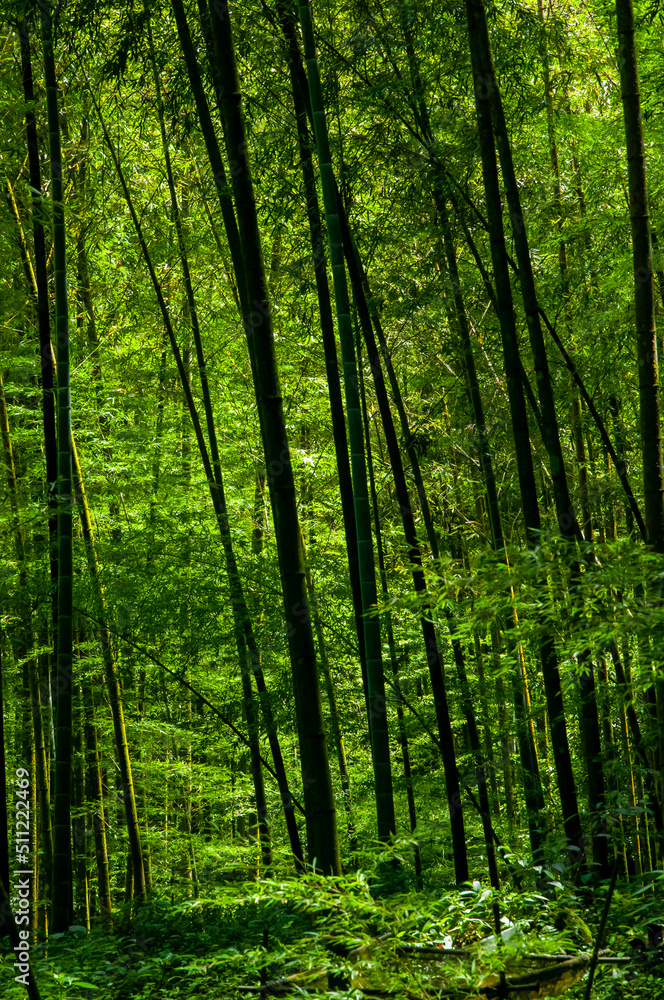 Fototapeta premium national forest, fresh, green, bamboo forest, bamboo