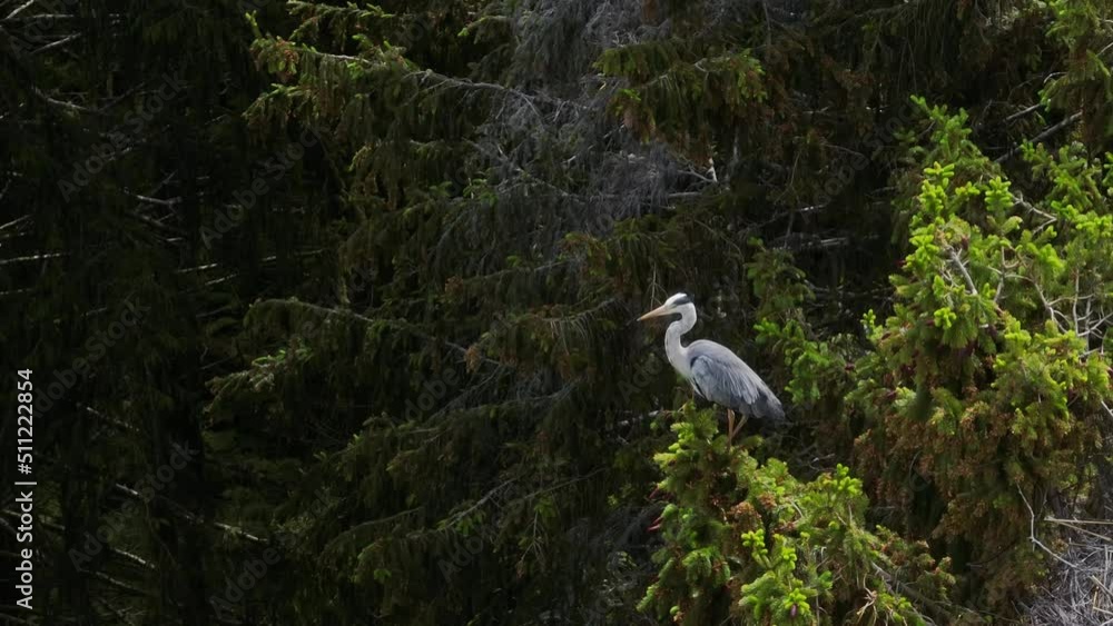 Gray heron (Ardea cinerea) sitting on a branch on top of a tree swaying in the wind, then flying away. Estonia. Gray heron (Ardea cinerea) sitting on a branch on top of a tree swaying in the wind, then flying away. Estonia.