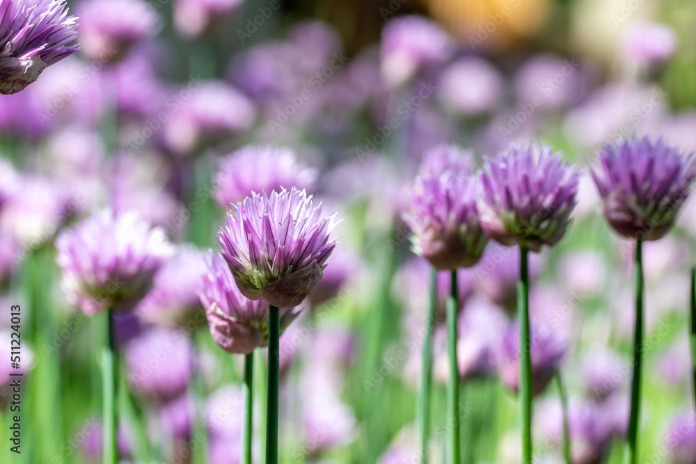 Macro texture view of chives flowers (allium schoenoprasum) in full bloom in a sunny garden with defocused background Macro texture view of chives flowers (allium schoenoprasum) in full bloom in a sunny garden with defocused background