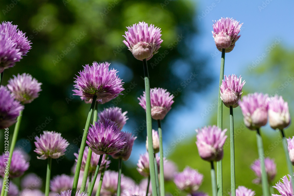 Macro texture view of chives flowers (allium schoenoprasum) in full bloom in a sunny garden with defocused background