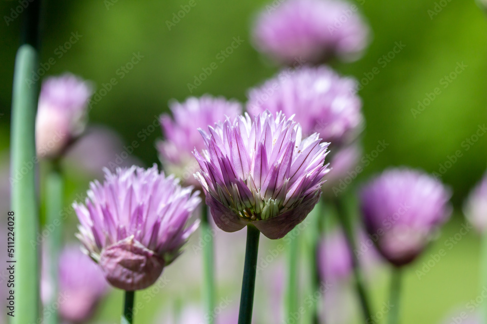 Macro texture view of chives flowers (allium schoenoprasum) in full bloom in a sunny garden with defocused background Macro texture view of chives flowers (allium schoenoprasum) in full bloom in a sunny garden with defocused background