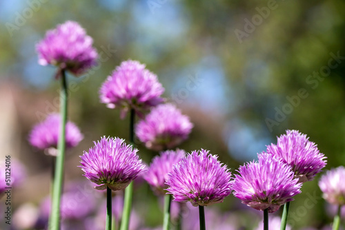 Macro texture view of chives flowers  allium schoenoprasum  in full bloom in a sunny garden with defocused background