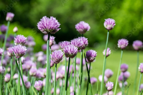 Macro texture view of chives flowers  allium schoenoprasum  in full bloom in a sunny garden with defocused background