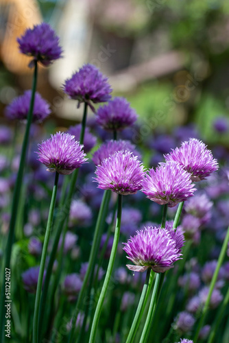 Macro texture view of chives flowers  allium schoenoprasum  in full bloom in a sunny garden with defocused background