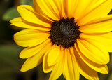 Prairie Sun Flower