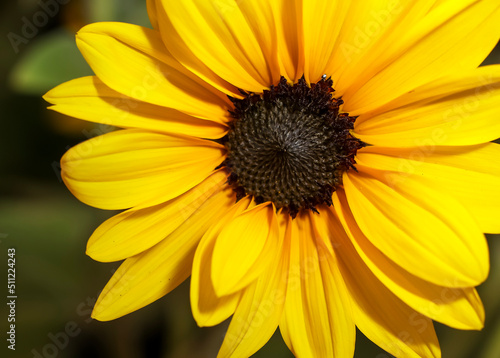 Prairie Sun Flower