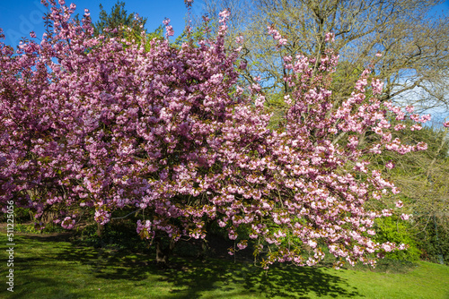 Japanese cherry blossom in spring