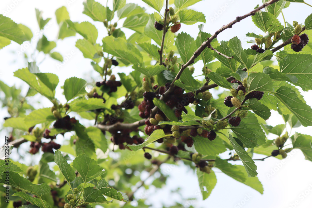 Ripe and unripe Black mulberry fruit on branches. Morus tree on summer 